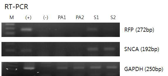 Truncated hSNCA를 공여세포로 이용해 제작한 복제수정란과 대조군 수정란의 RFP 발현 과 hSNCA 발현을 RT-PCR을 이용해서 비교.