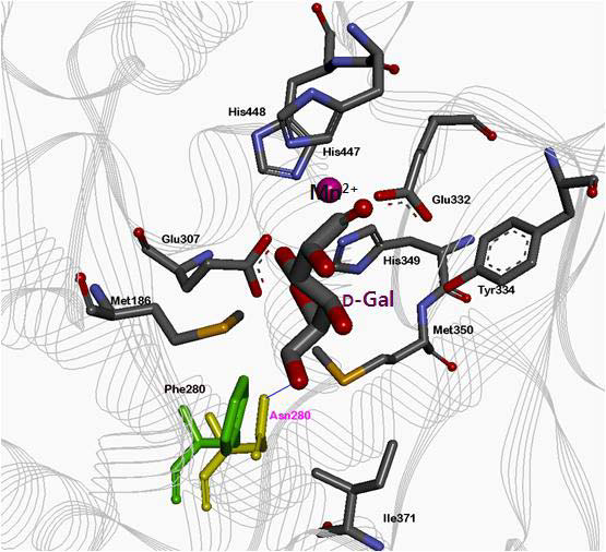 Homology modeling을 통해 예측된 호열균 유래 L-AI의 active site 구조