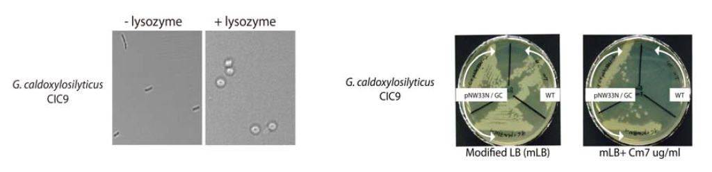 (좌) Geobacillus caldoxylosilyticus N-3 균주의 protoplast (우) 형질전환된 Geobacillus균주의 chloramphenicol 내성확인