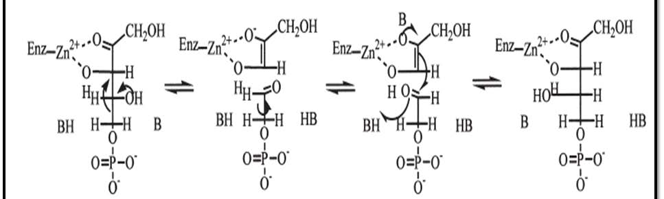 L-ribulose-5-phosphate 4-epimerase의 반응메커니즘