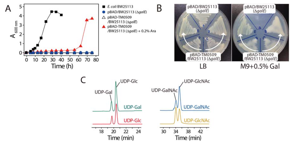 (A) TMGalE 유전자 발현에 따른 갈락토오스를 자화능을 지닌 형질전환된 대장균의 세포생장곡선, (B) 한천배지에서의 균체생장, (C) TMGalE에 의한 C4-에피머화 활성
