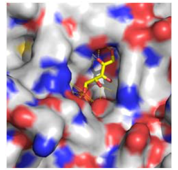 D-fructose 4-epimerase(DFE) 모델구조와 과당간의 도킹 결과