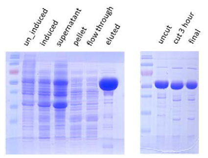 SDS-PAGE analysis