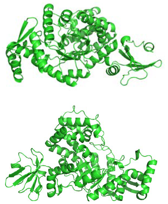 D-fructose 4-epimerase의 3차 구조