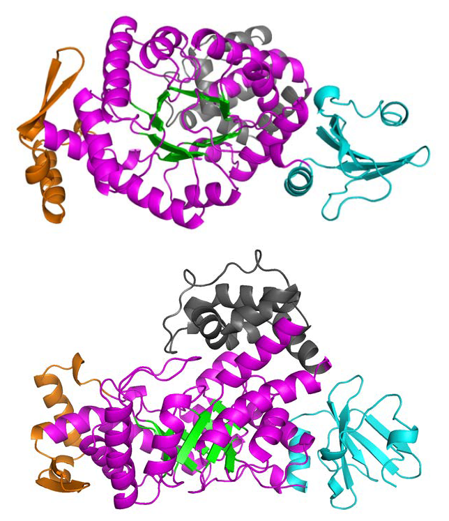 D-fructose 4-epimerase의 core b-barrel 주위의 도메인 배열 구분