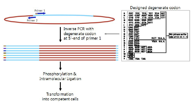 개량목표부위(target residues)에 대한 site-saturation mutant library 제작