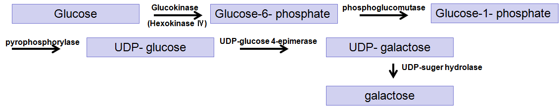 포도당-갈락토스 대사경로