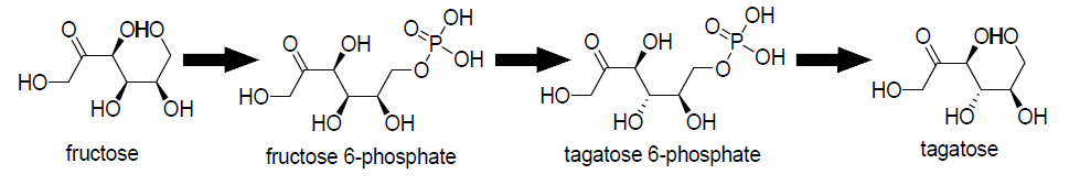 과당→타가토스 대사경로 모식도