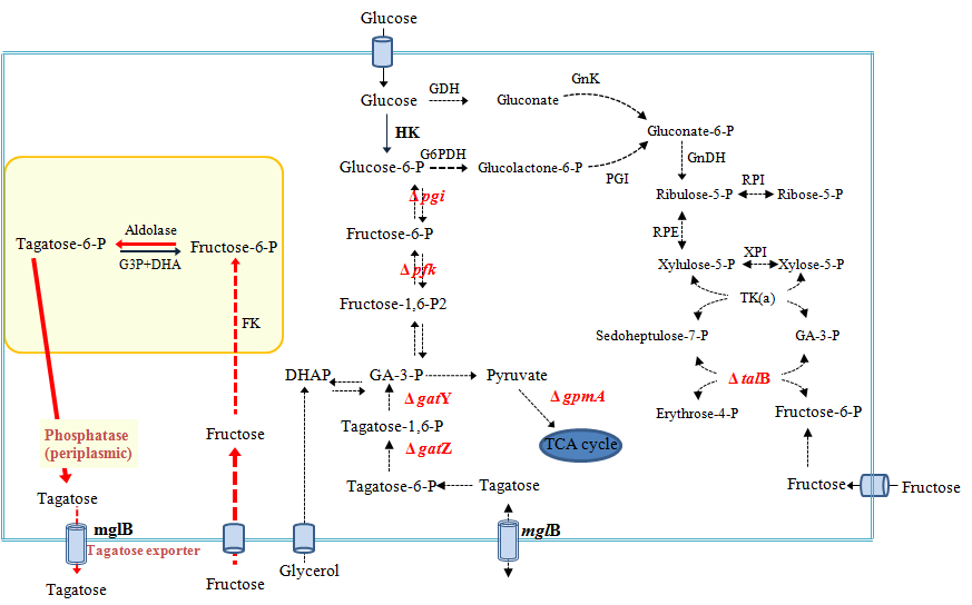 metabolic engineering을 적용한 재조합 균주를 이용한 타가토스 대사경로