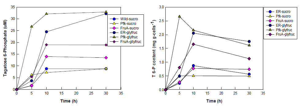 tagatose 6-phosphate의 세포 내 생산량 비교