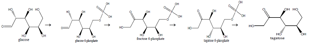 포도당 → 타가토스 대사경로 모식도