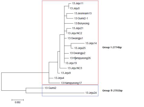 2013년도 TYLCV phylogenetic tree