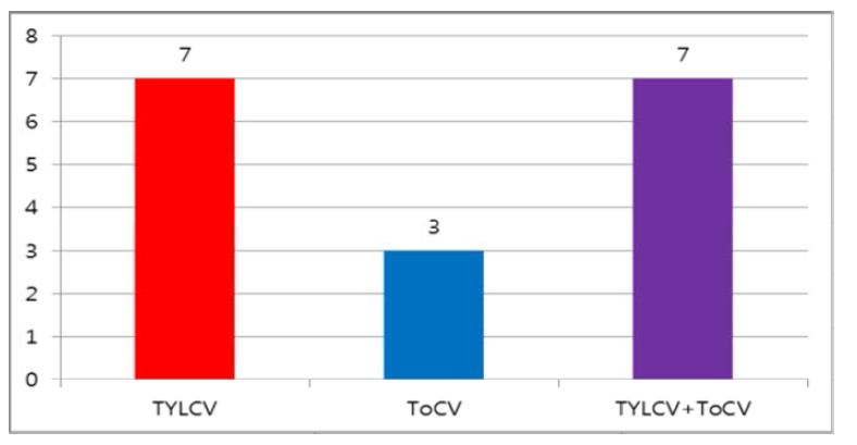 TYLCV와 ToCV 단독 및 복합감염률