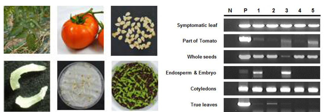 토마토 조직들에서의 ToCV 검정 결과