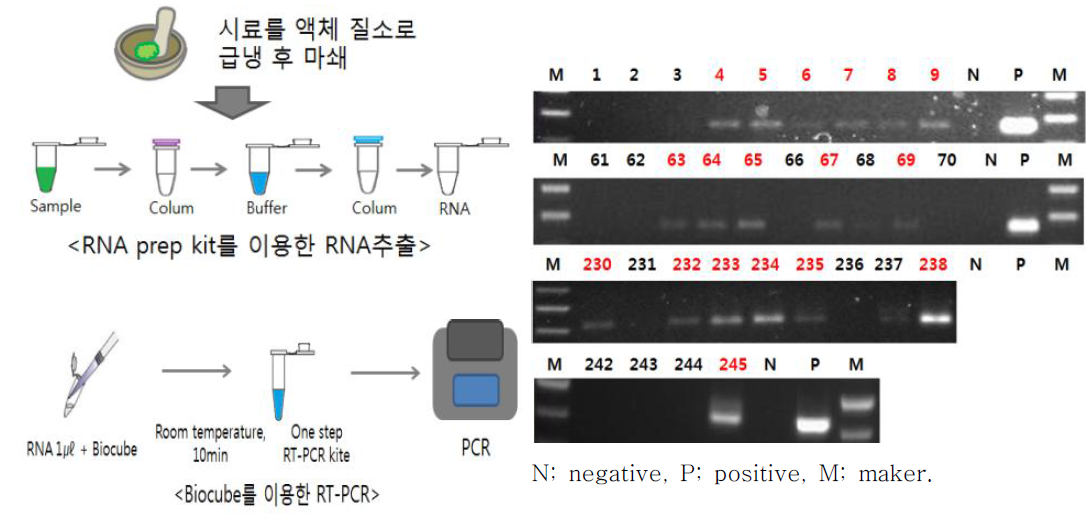 Biocube를 이용한 ToCV 유묘검정