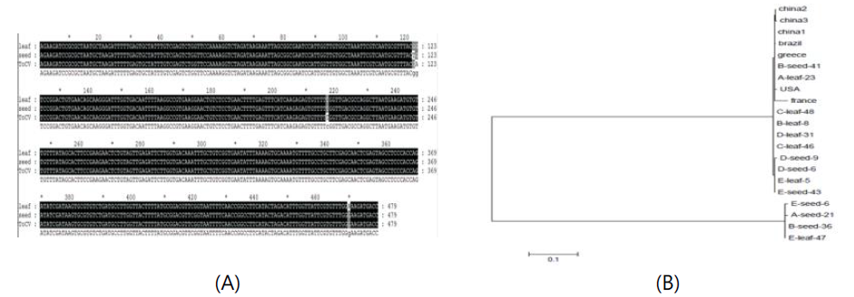 종자와 유묘에서 검출된 ToCV의 염기서열분석(A) phylogenetic tree(B)