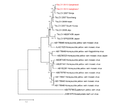 담배잎말림바이러스(TbLCV)의 유전자 계통 분석