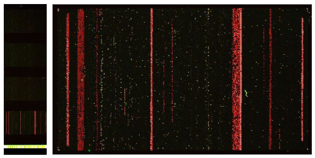 LSON chip 이용한 바이러스 10종 진단 결과: 4개의 array로 나뉜 칩(좌). 바이러스 별 특이점이 발색된 probe(우)