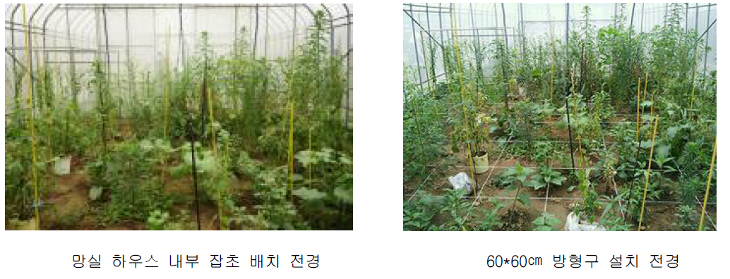 잡초 배치 및 방형구 설치 전경