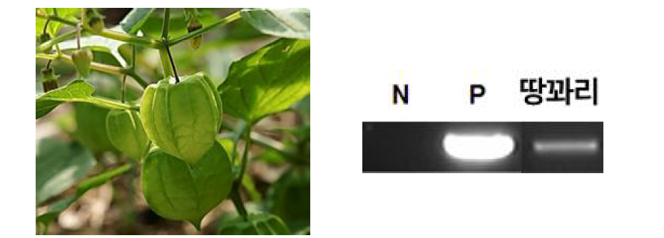 실험에 사용된 땅꽈리 열매와 PCR로 검정한 결과