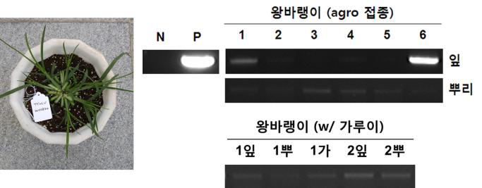 두 가지 접종법을 통해 TYLCV 감염시킨 왕바랭이와 PCR 검정 결과