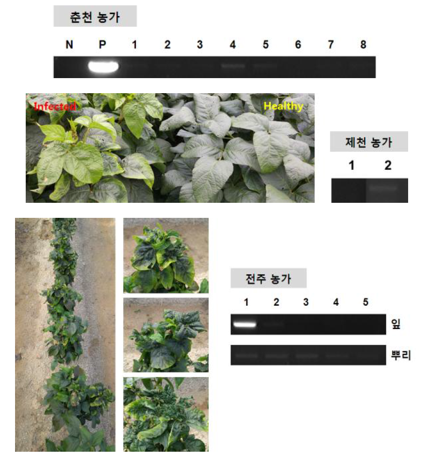 세 지역의 농가에서 관찰된 콩 병징 사진과 TYLCV에 대한 PCR 검정 결과