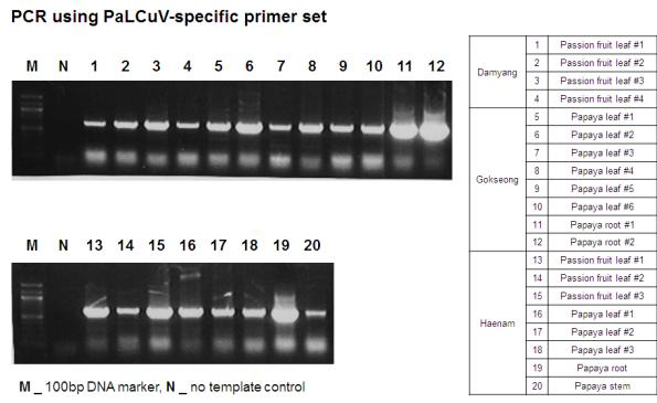세 지역에서 채집한 패션프루츠와 파파야 시료들로 PCR 검정 결과