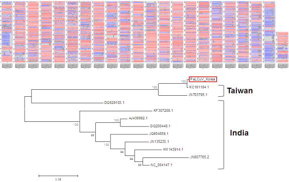기보고된 PaLCuV 염기 서열을 이용한 계통수 분석 결과
