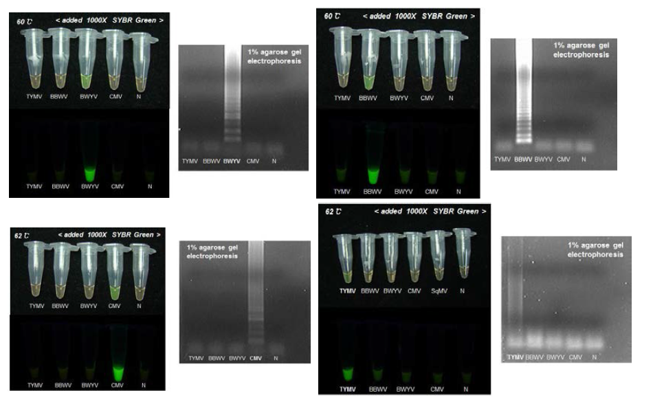 4가지의 RNA 바이러스들에 대한 등온증폭반응 결과