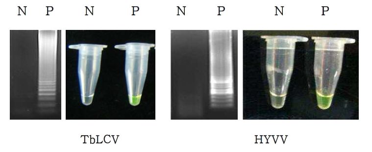 TbLCV, HYVV에 대한 등온증폭반응 결과