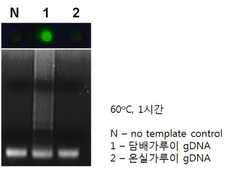 가루이 DNA을 이용한 등온증폭반 응 결과