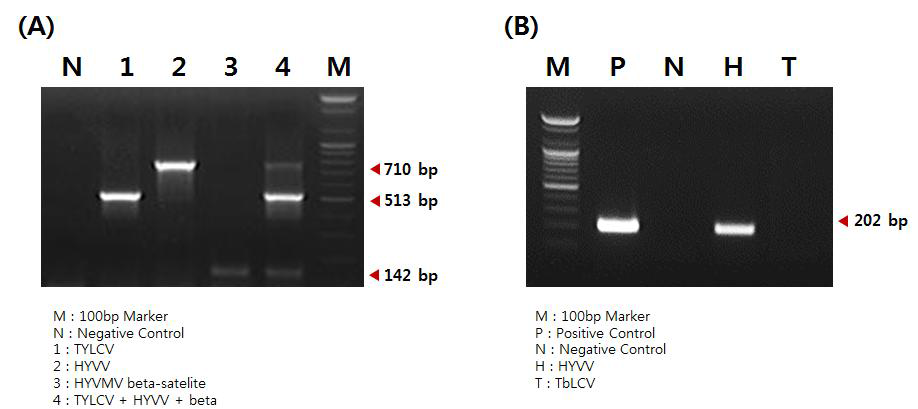 베고모바이러스 3종 및 베타위성 DNA 1종을 동시에 진단할 수 있는 multiplex PCR에 대한 반응 결과