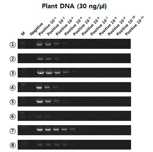 토마토황화잎말림바이러스(TYLCV) 검정 프라이머 세트별 PCR 결과