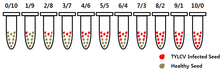토마토황화잎말림바이러스(TYLCV) 감염 종자 개수에 따른 검정 실험 방법
