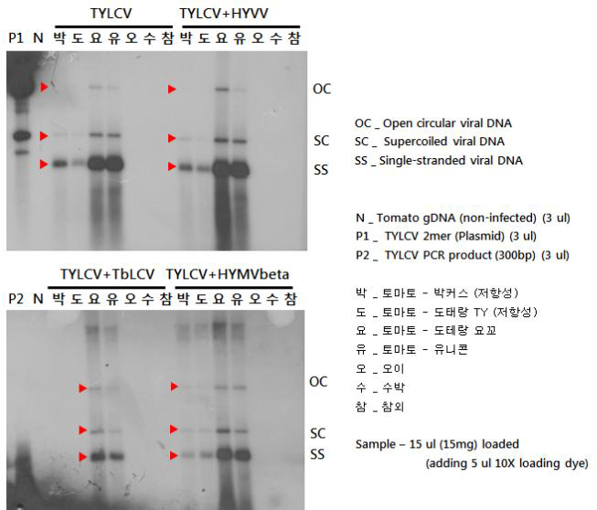 TYLCV를 단독감염시킨 경우와 다른 가루이 매개 바이러스와 함께 복합감염시킨 개체들에 대한 서던 블롯 분석 결과