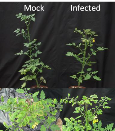 TYLCV를 감염시킨 토마토 (유니콘)