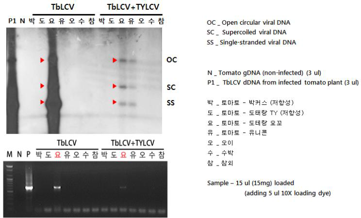 TbLCV를 단독감염시킨 개체들과 TYLCV와 함께 복합감염시킨 개체들에 대한 서던 블롯 및 PCR 분석 결과