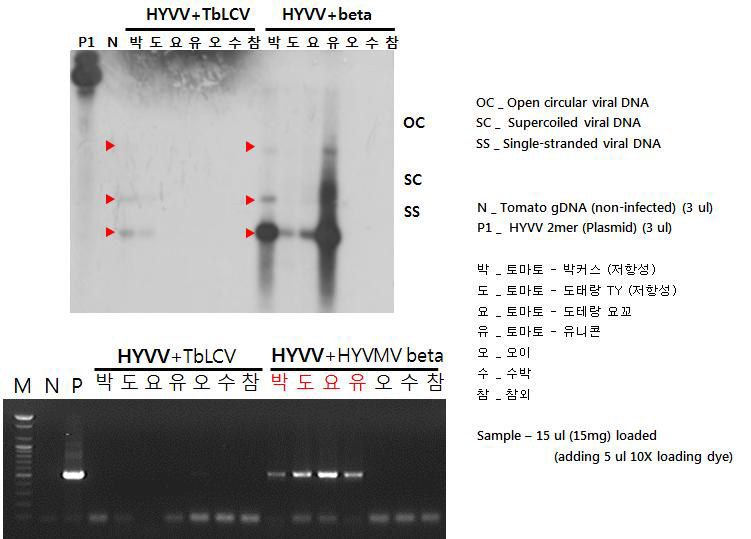 HYVV를 TbLCV 혹은 HYVMV beta-satellite와 함께 복합감염시킨 개체들에 대한 서던 블롯 및 PCR 분석 결과