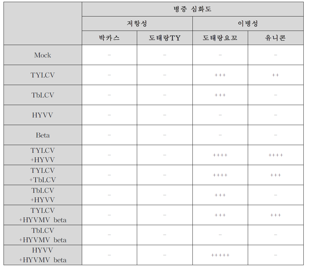 가루이 매개 바이러스를 토마토 4개 품종에 감염시켰을 때 나타나는 병증의 심화도 비교