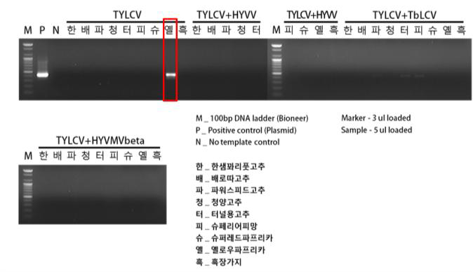 TYLCV를 단독감염시킨 경우와 다른 가루이 매개 바이러스와 함께 복합감염시킨 개체들에 대한 PCR 분석 결과