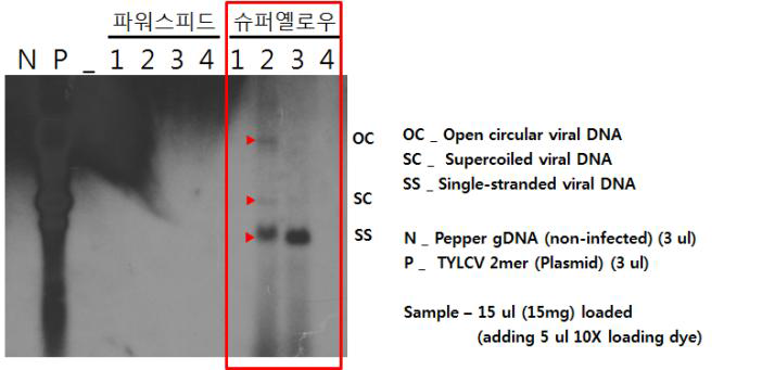 TYLCV를 단독감염시킨 파워스피드고추와 슈퍼옐로우파프리카에 대한 서던 블롯 분석 결과