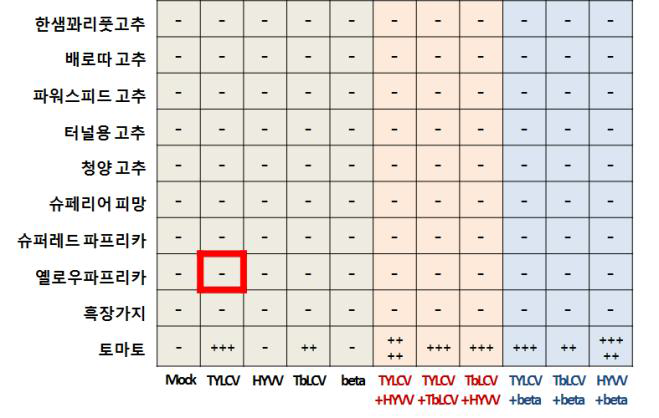 가루이 매개 바이러스를 토마토 4개 품종에 감염시켰을 때 나타나는 병증의 심화도 비교 (‘-’는 병증이 없음을 의미한다.)