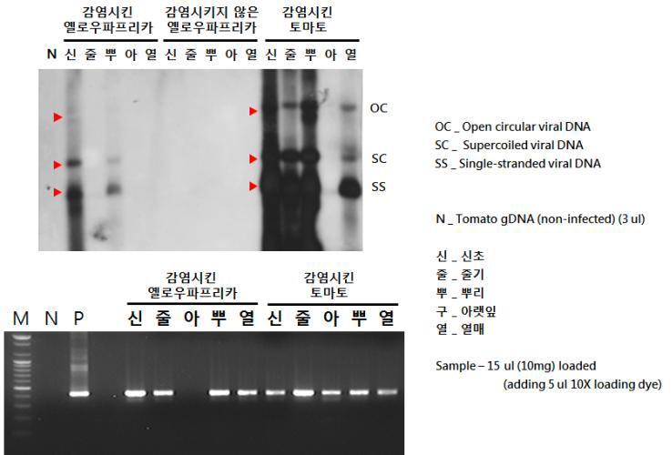 TYLCV를 단독감염시킨 슈퍼옐로우 파프리카, 토마토와 비감염 슈퍼옐로우 파프리카의 기관별 서던 블롯 분석 결과