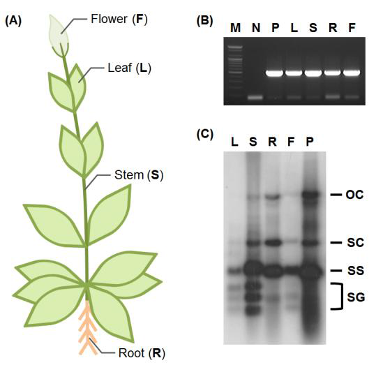 (A) 리시안셔스 부위별 모식도 (F; 꽃, L; 잎, S; 줄기, R; 뿌리) (B) PCR 검정 결과 (C) Southern blotting 검정 결과 (N; 음성대조군, P; 양성 대조군)