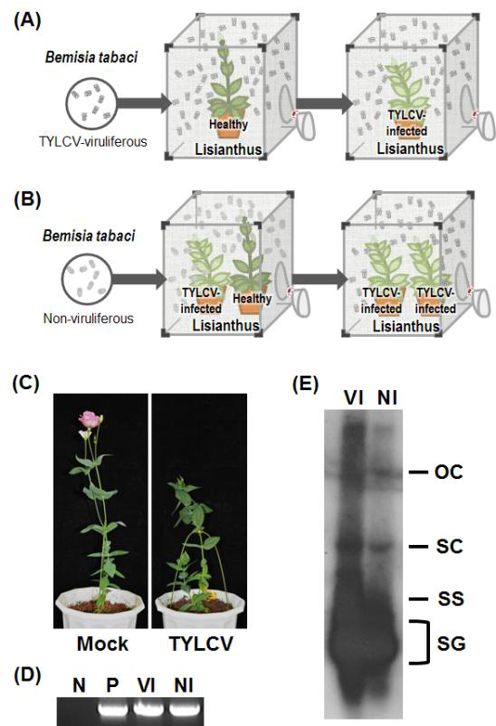 (A) TYLCV 보독충을 이용한 리시안셔스 접종 실험 (B) TYLCV 비보독 충을 이용한리시안셔스 간 바이러스 전이 실험 (C) TYLCV 접종 리시안셔스에서의 병증 (우) (D) PCR 검증 결과 (E) Southern blot을 통한 TYLCV 복제 여부 확인 결과 (VI은 보독충을 통해 접종한 리시안셔스, NI은 비보독충을 통한 리시안셔스 간 TYLCV 전이를 통해 감염된 리시안셔스)