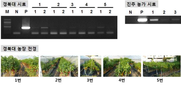 경북대 농장과 진주 농가 시료의 PCR 검정 결과