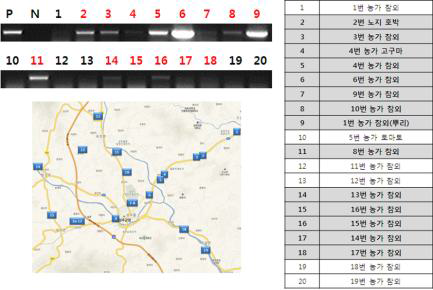 성주군 일대의 참외 농가 위치와 PCR 검정 결과
