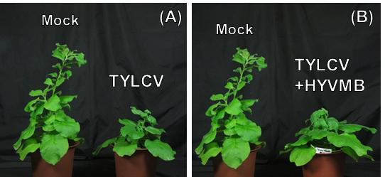 (A) TYLCV만을 접종한 식물 (우)에서의 병증, (B) TYLCV 및 HYVMB을 접종한 식물(우)에서 나타난 병증