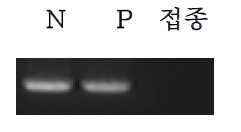 HYVMB 특이 primer set을 이용한 PCR 결과