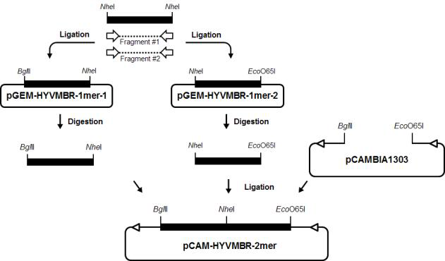 재조합 HYVMB (HYVMBR) 감염성 클론 제작